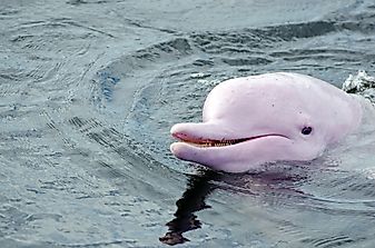 How Many Types Of River Dolphins Live In The World Today?