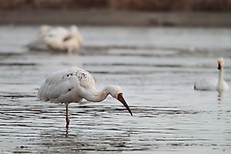 Population Of Siberian Cranes: Important Facts And Figures