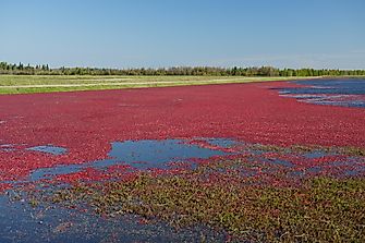 10 Top Countries in Cranberry Production
