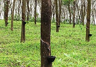 The Leading Natural Rubber Producing Countries In The World