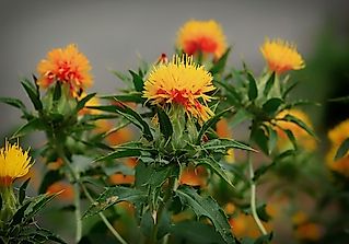 World's Top Safflower Producing Countries