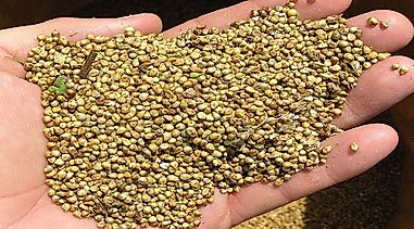 The Leading Millet Producing Countries In The World