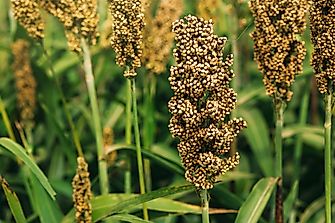 Top Sorghum Producing Countries in the World