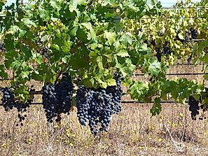 Countries With The Most Wine Grape Vineyards