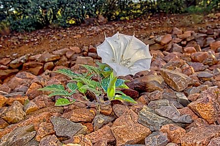 The Jimson Weed plant.
