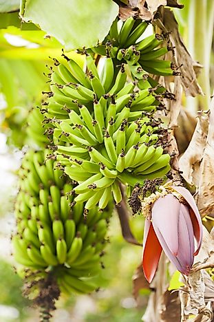 #3 Costa Rica - 1,824.69 Million Pounds Imported