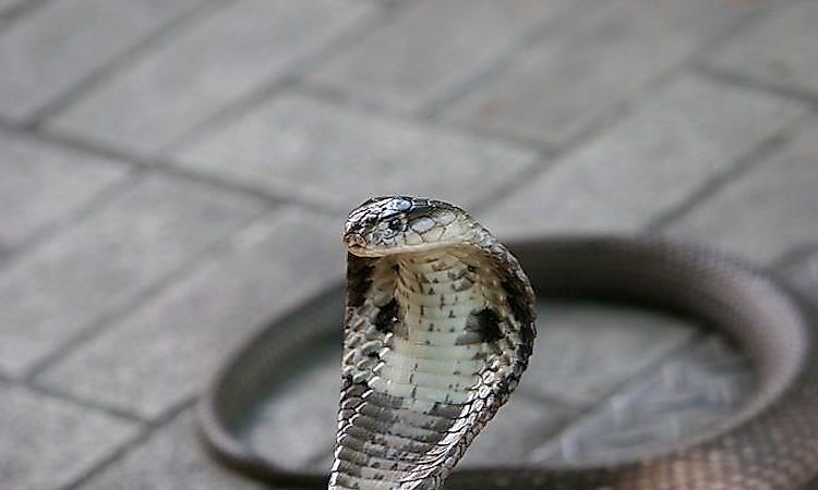 #9 Monocled Cobra (0.47 mg per kg) -