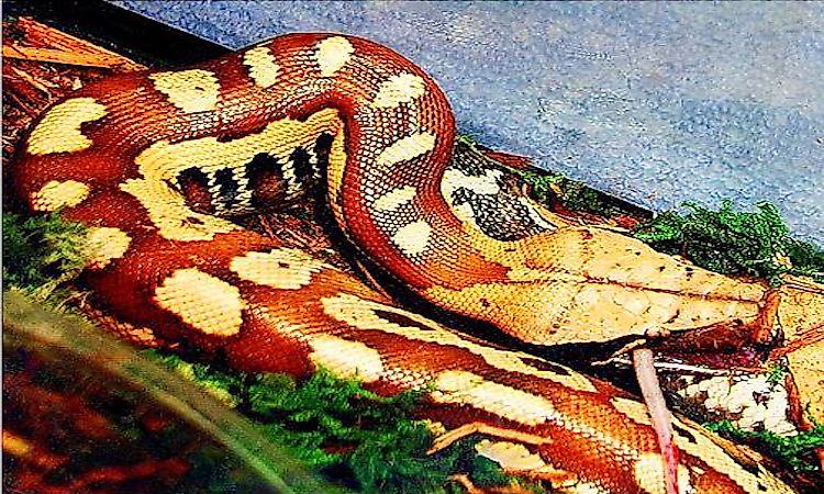 #5 Sumatran short-tailed python / Sumatran blood python -