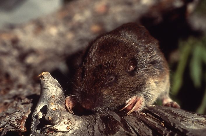 Pocket Gopher Facts: Animals of North America