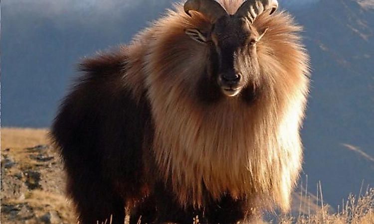 #3 Himalayan Tahr -