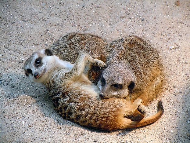 Meerkat Facts: Animals of Africa