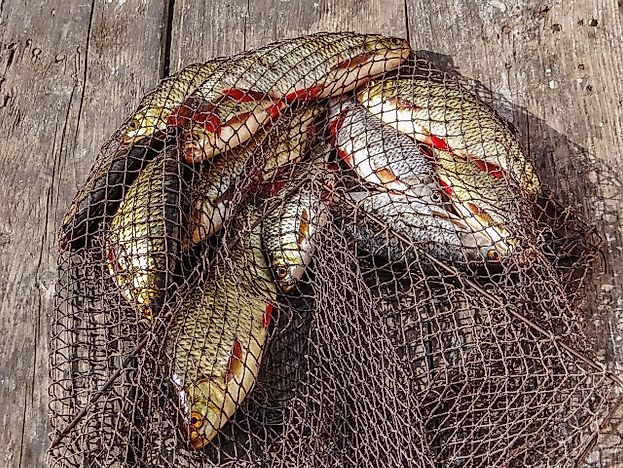 All about the Fishing Industry