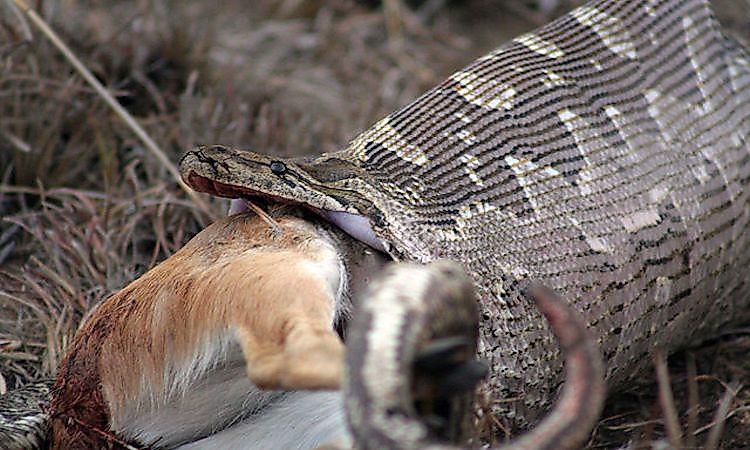 #10 African rock python -