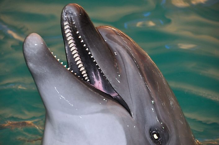 Bottlenose Dolphin Facts: Animals of North America