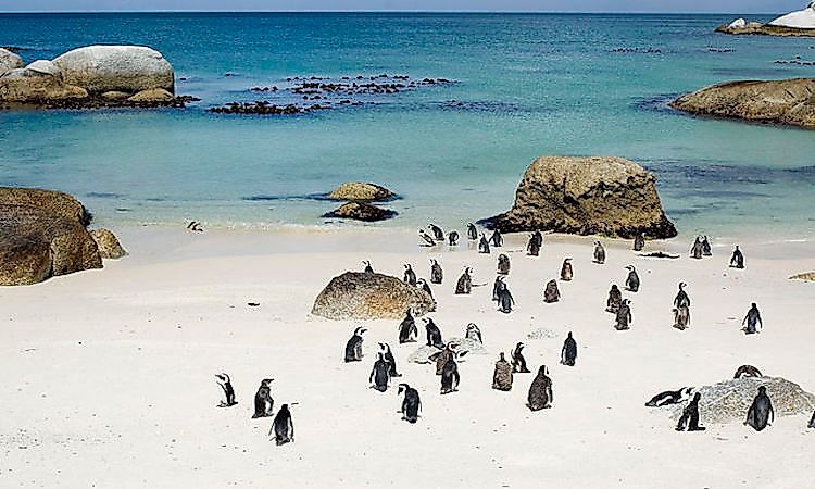 #3 Boulders Beach, South Africa -