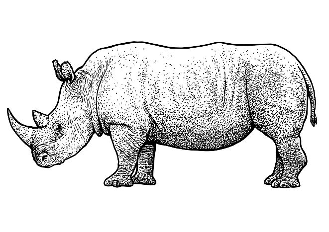 #1 Rhinoserous Party