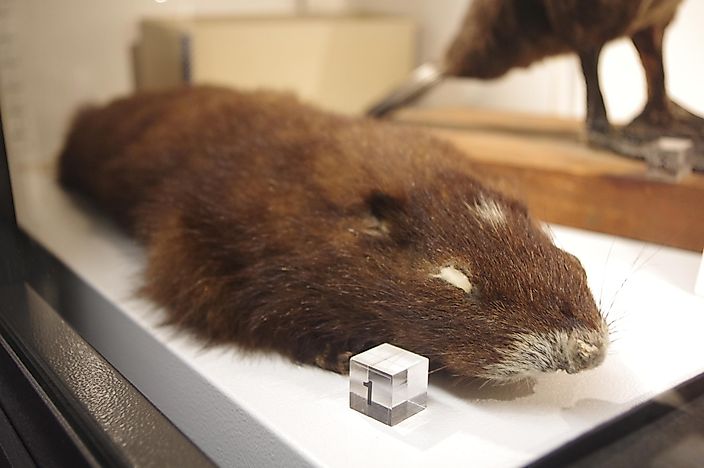 #10 Vancouver Marmot