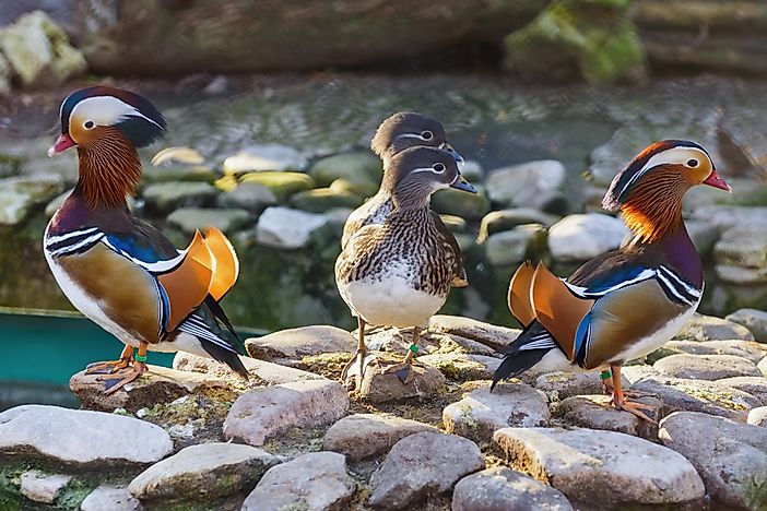 Mandarin Duck Facts: Animals of Asia