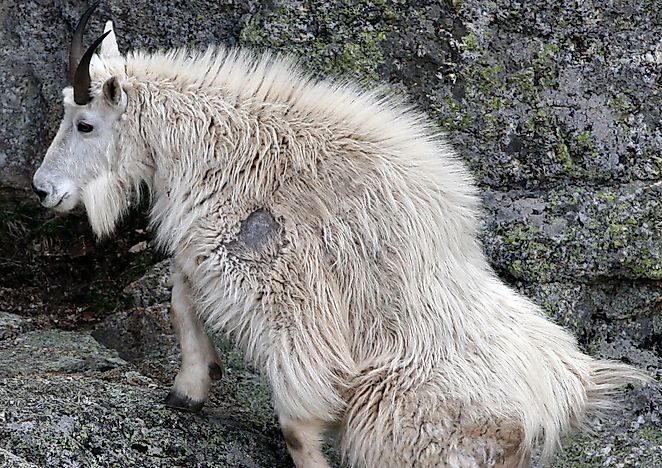 Mountain Goat Facts Animals Of North America WorldAtlas