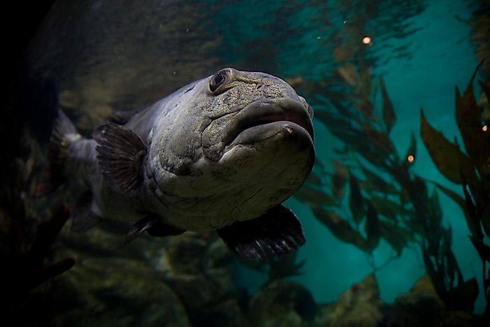 #3 Giant Sea-bass
