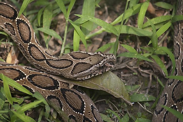 Russell's Viper Facts: Animals of Asia