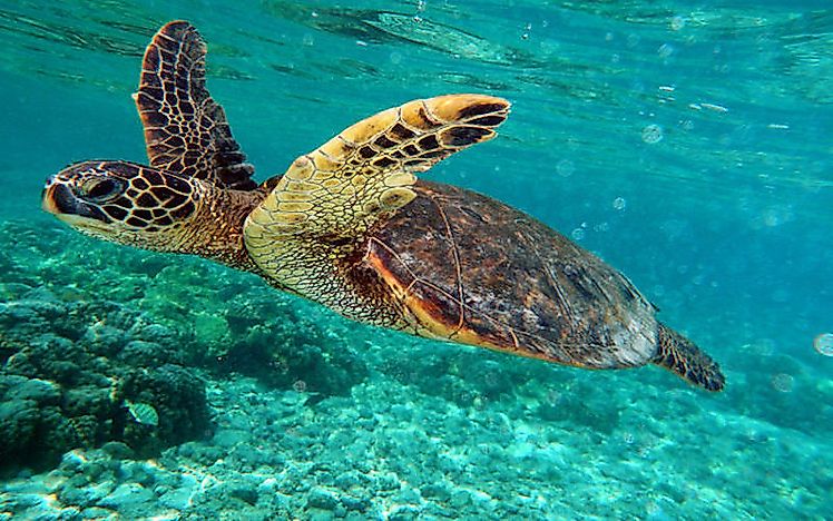 #3 Green Turtle