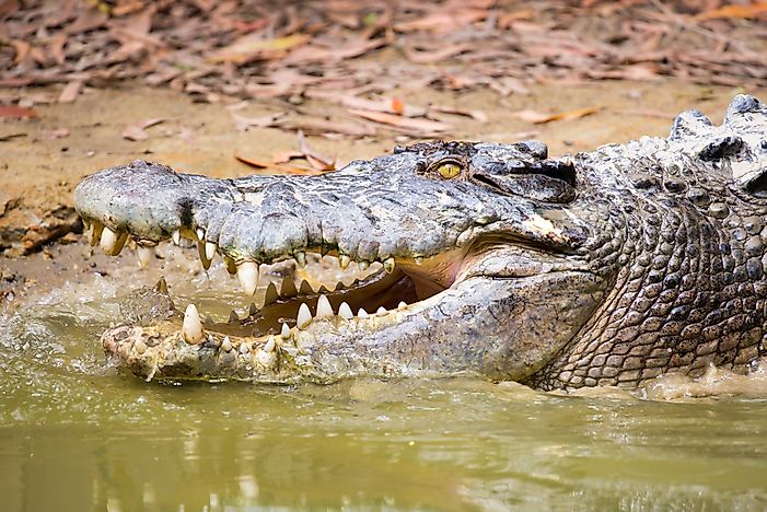 Crocodile Obeys Charmer, Returns Body of Lost Swimmer