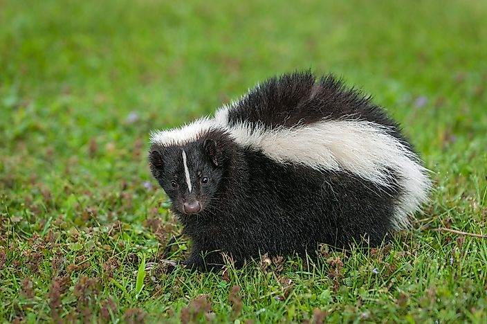 What Do Skunks Eat? Biology Diagrams