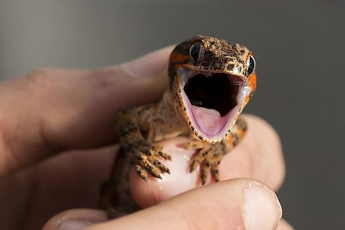 Gargoyle Gecko Facts: Animals of Oceania