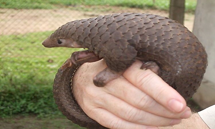 #6 African White-bellied Pangolin -