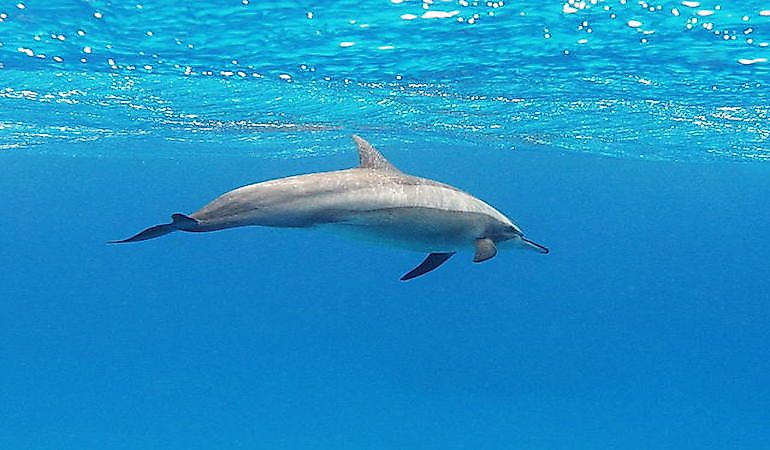 #11 Whales And Dolphins