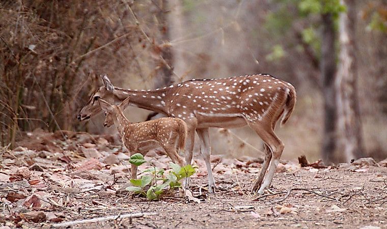 #8 Axis Deer And Mule Deer