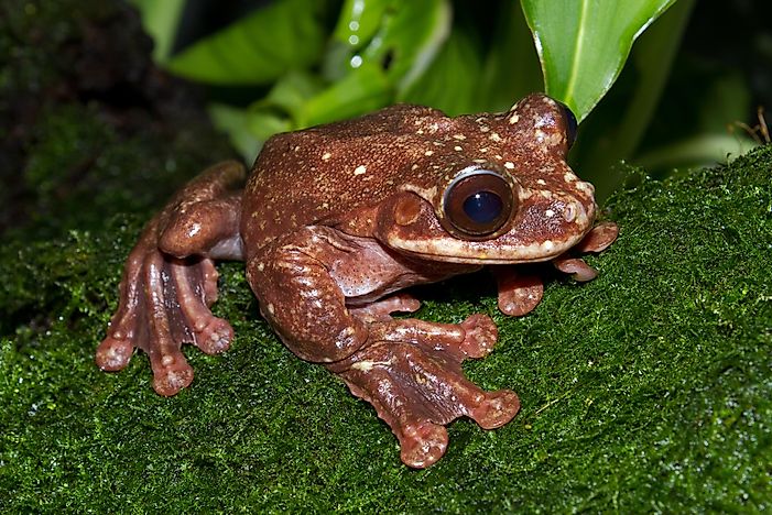 #7 Rabb's Fringe Limb Tree Frog