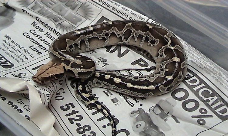 #3 Bornean python / Bornean short-tailed python -