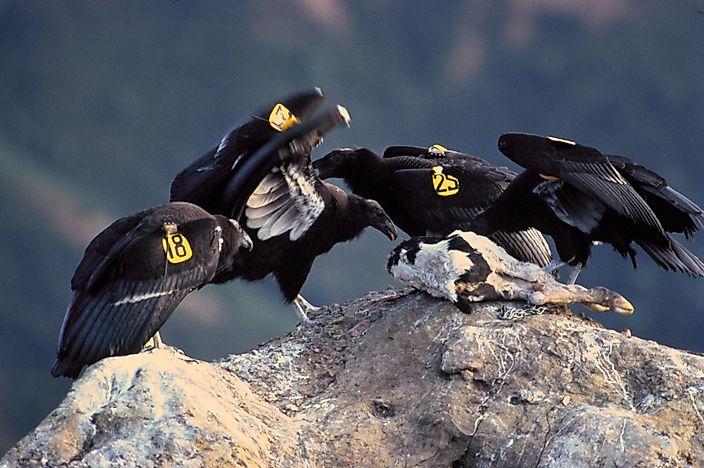 #1 California Condor