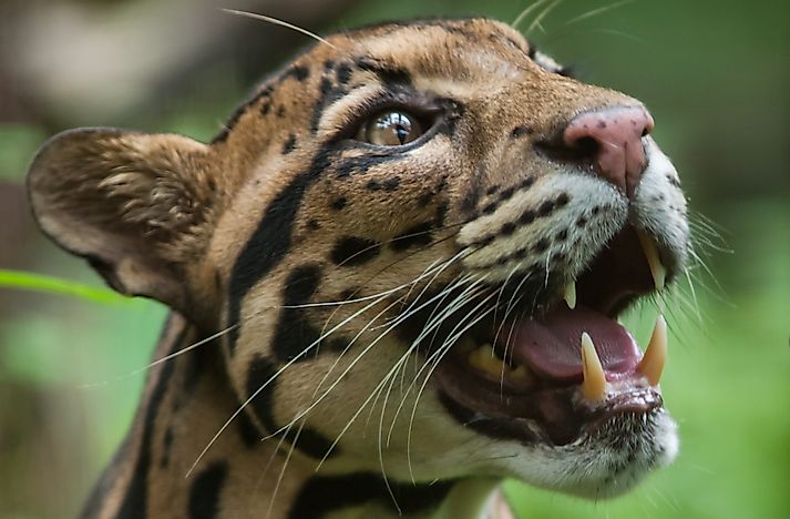 Clouded Leopard Facts: Animals of Asia