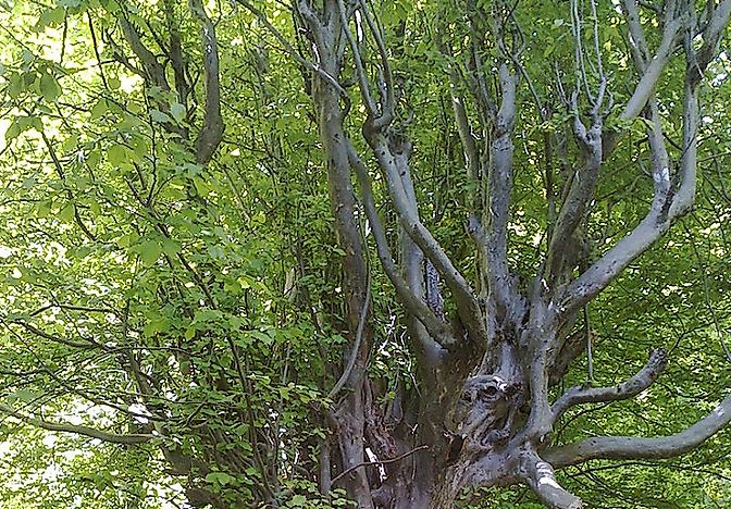 Native Plant Species Of Iran