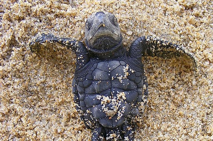 Olive Ridley Sea Turtle Facts: Animals of North America