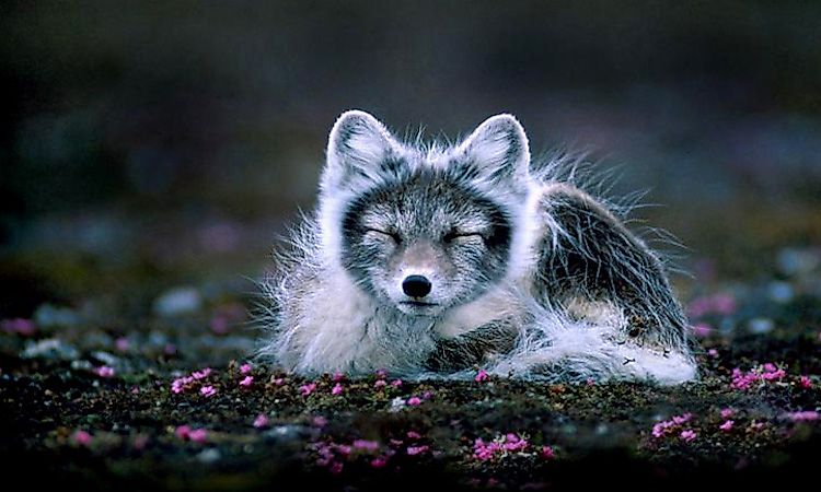 #6 Arctic Fox -