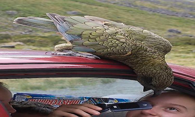 #11 Kea -