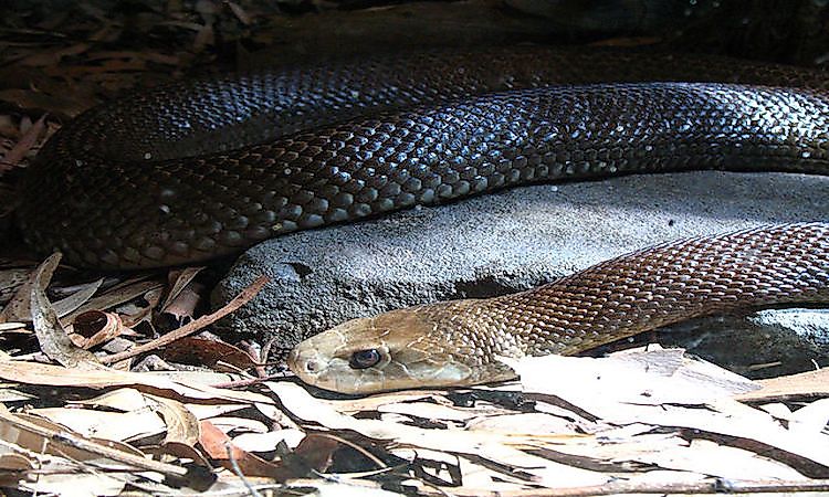 #2 Coastal Taipan -