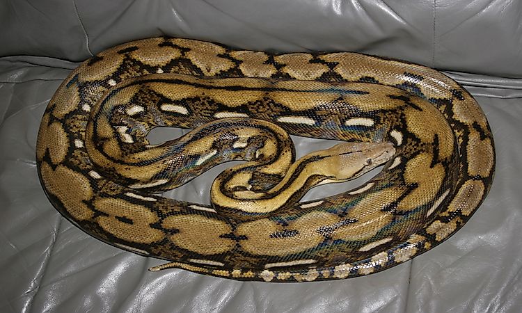 #9 Reticulated python -