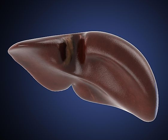 Acute Liver Failure Facts: Diseases of the World