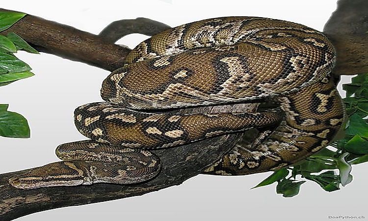 #1 Angolan python -