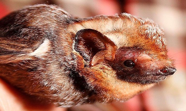 #10 Hawaiian Hoary Bat