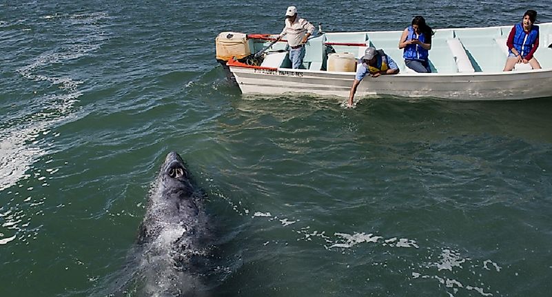 Gray Whale Facts: Animals of North America