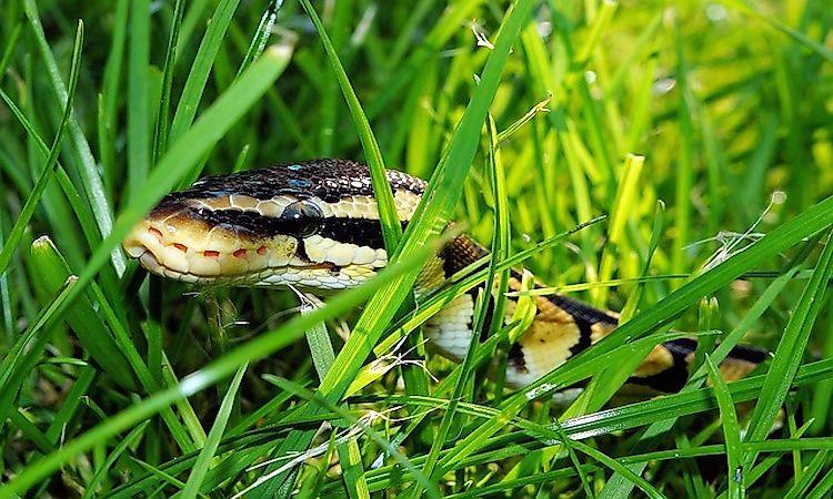 How Many Types Of Pythons Live In The World Today?