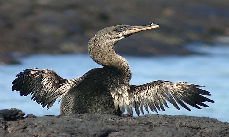 #8 Galapagos Cormorant -