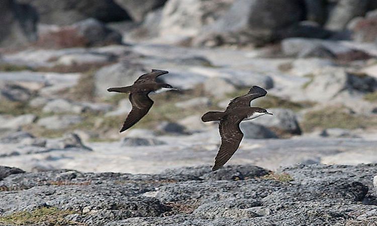 #7 Galápagos Petrel -