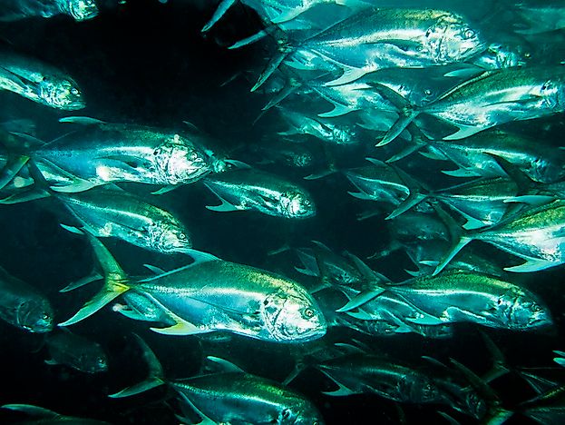 Native Fish Of Costa Rica